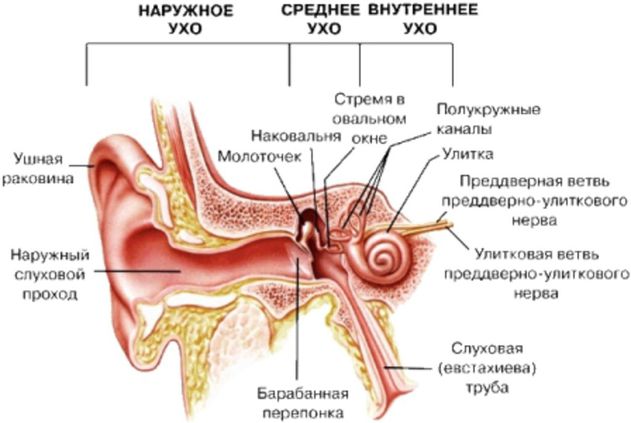 БОЛЕЗНИ УХА. Анатомия уха.jpg